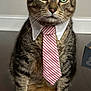 cat, tabby, tie, collar, green_eyes, whiskers, paws, hardwood_floor, sitting, indoor, portrait, feline, cute, close_up, striped_tie, formal, adorable, ears, gaze, pet