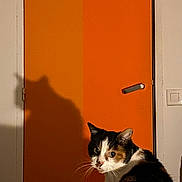 Melba a rejoint le concours — aidez-le/la à gagner de superbes lots ! animal, calico, cat, curious, domestic_cat, door_handle, ears, feline, fur, household, indoor, light_and_shadow, looking_back, orange_door, pet, portrait, shadow, side_view, wall_switch, whiskers