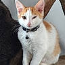 Luffy a rejoint le concours — aidez-le/la à gagner de superbes lots ! cat, kitten, orange_and_white, collar, bell, wood, perched, pet, animal, feline, whiskers, ears, fur, indoor, closeup, curious, sitting, face, young, domestic