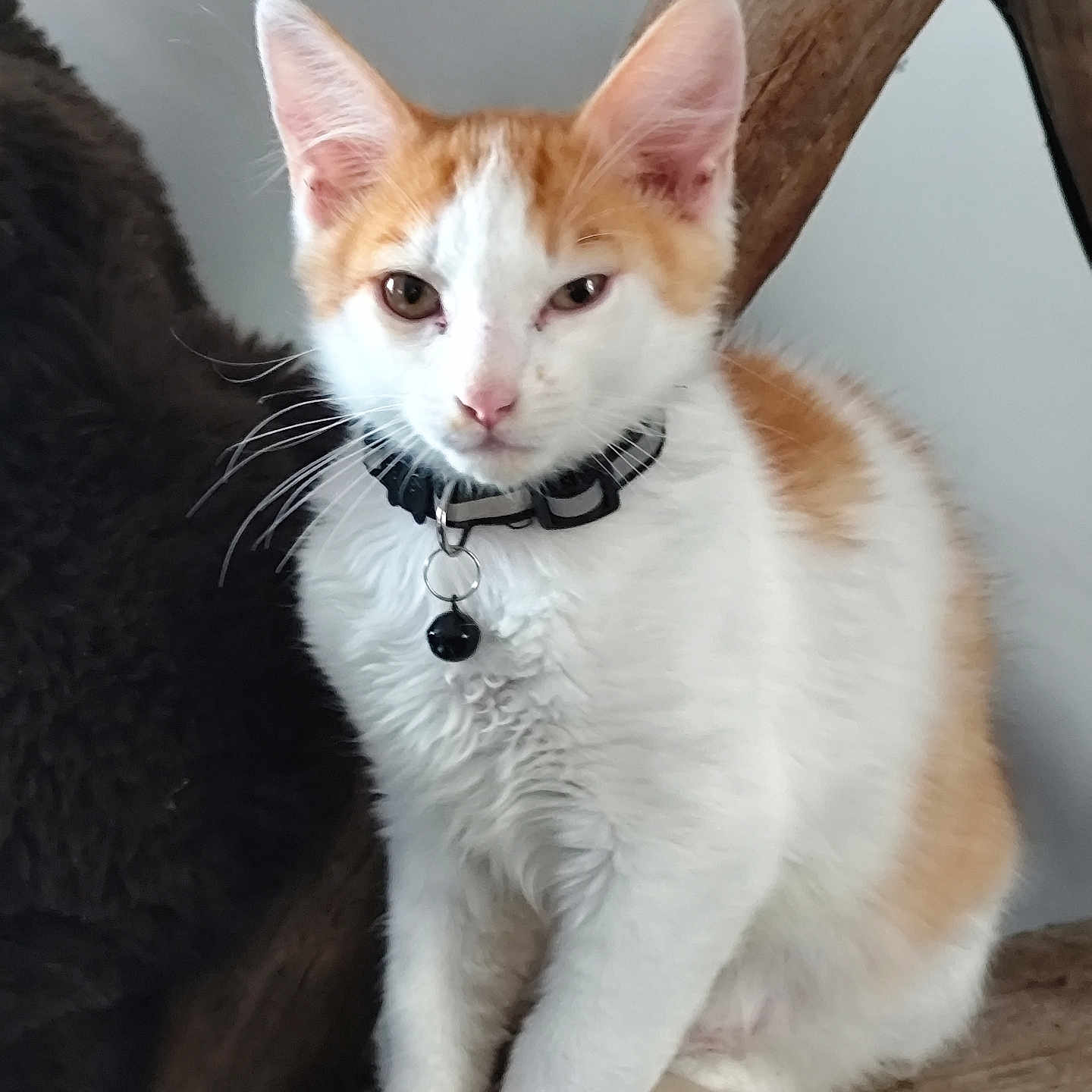 Luffy a rejoint le concours — aidez-le/la à gagner de superbes lots ! cat, kitten, orange_and_white, collar, bell, wood, perched, pet, animal, feline, whiskers, ears, fur, indoor, closeup, curious, sitting, face, young, domestic