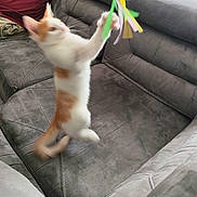 Luffy participe au concours pour gagner de l'argent avec cette photo : cat, kitten, jumping, toy, couch, indoor, playful, motion_blur, orange_and_white, pet, furniture, soft, home, curious, active, whiskers, paw, feline, living_room, fun