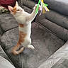 cat, kitten, jumping, toy, couch, indoor, playful, motion_blur, orange_and_white, pet, furniture, soft, home, curious, active, whiskers, paw, feline, living_room, fun