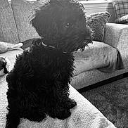 Harris is registered to the contest to win money with this photo: dog, black_dog, pet, indoor, living_room, couch, blanket, pillow, window, fur, collar, sitting, side_view, curtains, carpet, cozy, house, animal, cute, portrait