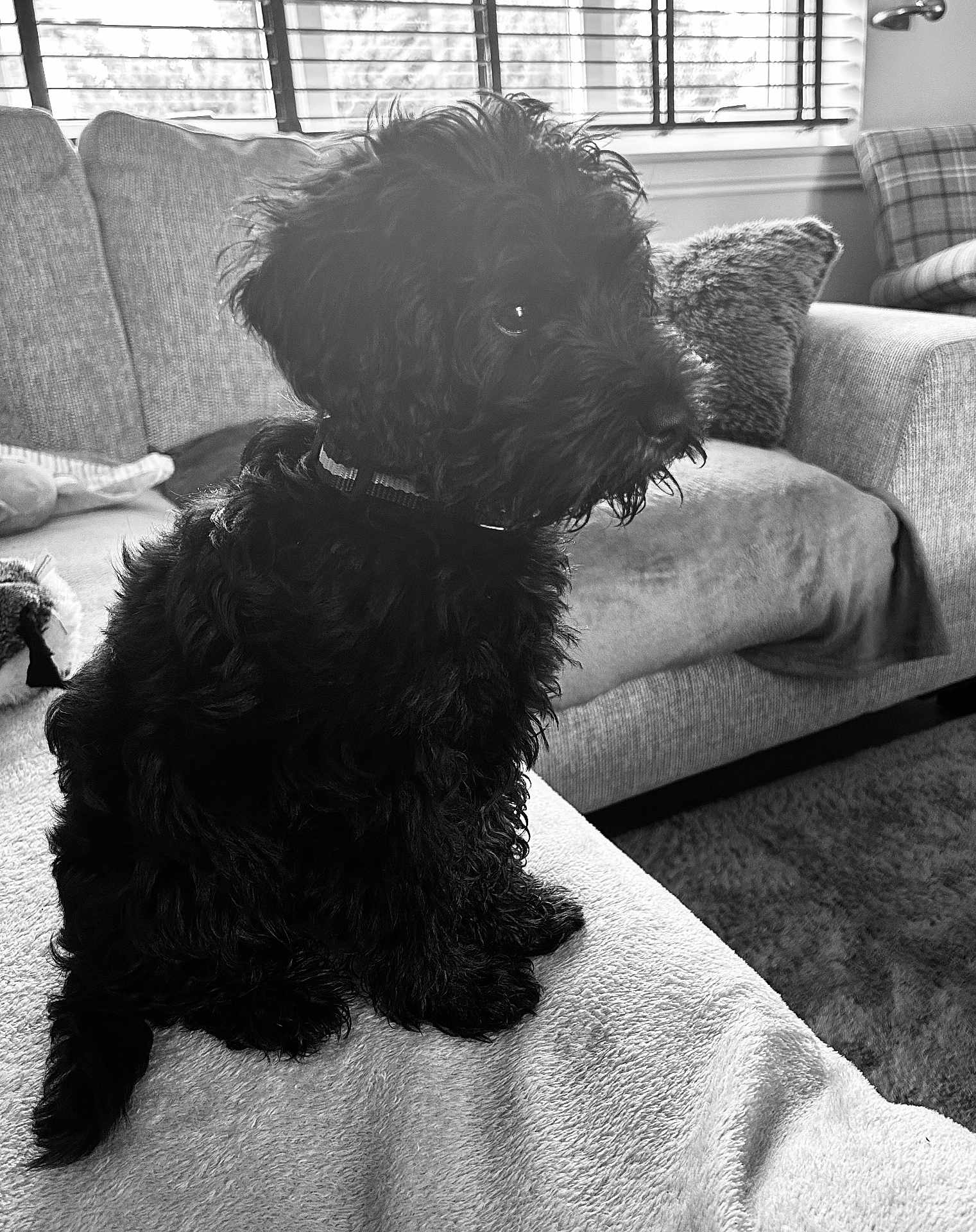 Harris is registered to the contest to win money with this photo: dog, black_dog, pet, indoor, living_room, couch, blanket, pillow, window, fur, collar, sitting, side_view, curtains, carpet, cozy, house, animal, cute, portrait