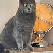 Wendy Duclosdu Buis a rejoint le concours — aidez-le/la à gagner de superbes lots ! amber_eyes, animal, cat, curious, decor, domestic_cat, feline, fur, furniture, globe, gray_cat, home, illuminated, indoor, pet, portrait, sitting, still_life, table, wooden_surface