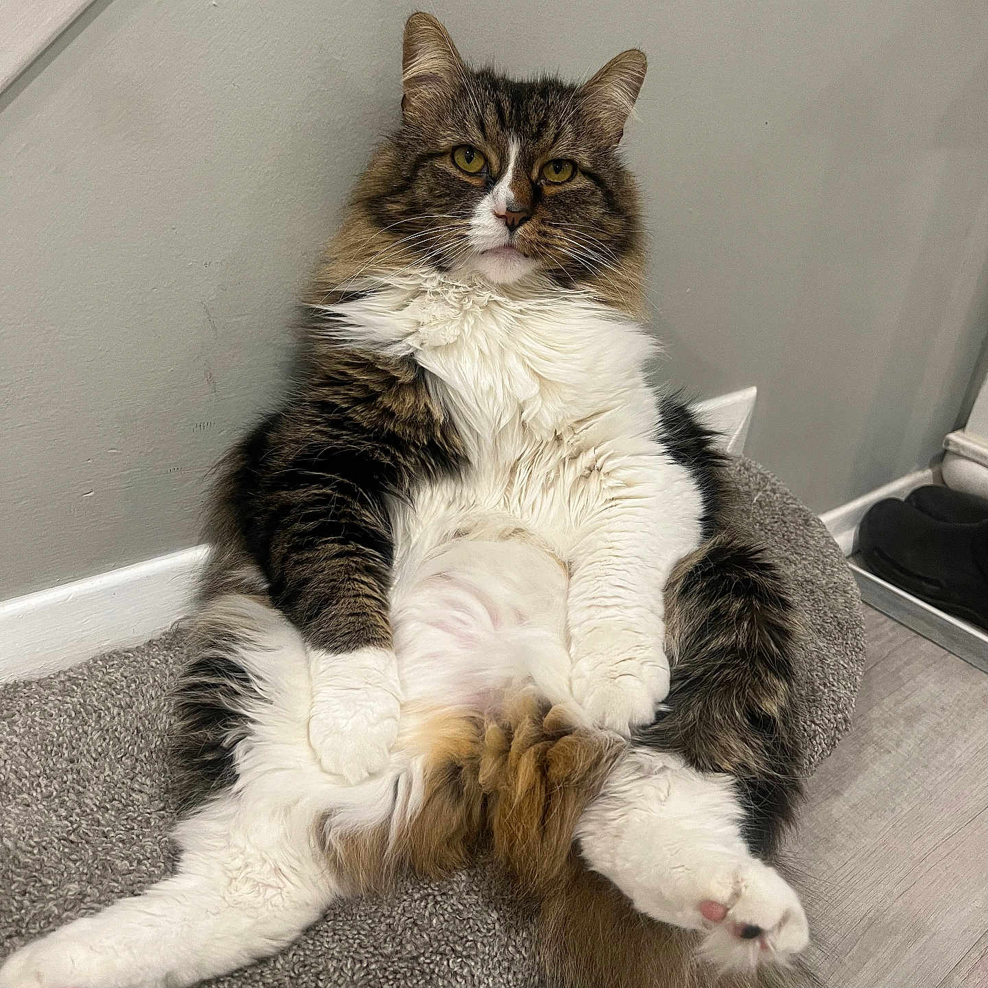 Mittens joined the competition — help win amazing prizes! abyssinian, angora, animal, architecture, building, cat, clothing, couch, footwear, furniture, hardwood, indoors, kitten, livingroom, manx, person, pet, room, sleeping, wood