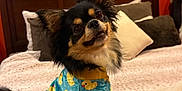 Louie is registered to the contest to win money with this photo: dog, chihuahua, small_dog, pet, pajamas, rubber_duck_pattern, bed, bedroom, blanket, pillow, headboard, orange_wall, smiling, fur, sitting, cute, cozy, paws, outfit, portrait