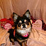 Louie joined the competition — help win amazing prizes! dog, chihuahua, pet, valentines_day, bandana, tinsel, treat_jar, heart_card, sign, blanket, indoor, portrait, sitting, cute, fur, large_ears, looking_at_camera, decorations, small_dog, holiday_theme