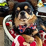 dog, chihuahua, bow_tie, american_flag, basket, blanket, plush_toy, paw, ears, eyes, nose, fur, close_up, portrait, cozy, indoor, pet_bed, patterned_blanket, black_and_tan, relaxed