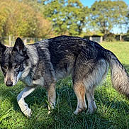 Tara a rejoint le concours — aidez-le/la à gagner de superbes lots ! dog, canine, gray_fur, black_fur, white_fur, pointed_ears, fluffy_tail, standing, grass, meadow, outdoor, nature, park, trees, fence, blue_sky, sunlight, animal_portrait, alert, side_eye