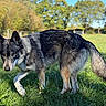dog, canine, gray_fur, black_fur, white_fur, pointed_ears, fluffy_tail, standing, grass, meadow, outdoor, nature, park, trees, fence, blue_sky, sunlight, animal_portrait, alert, side_eye