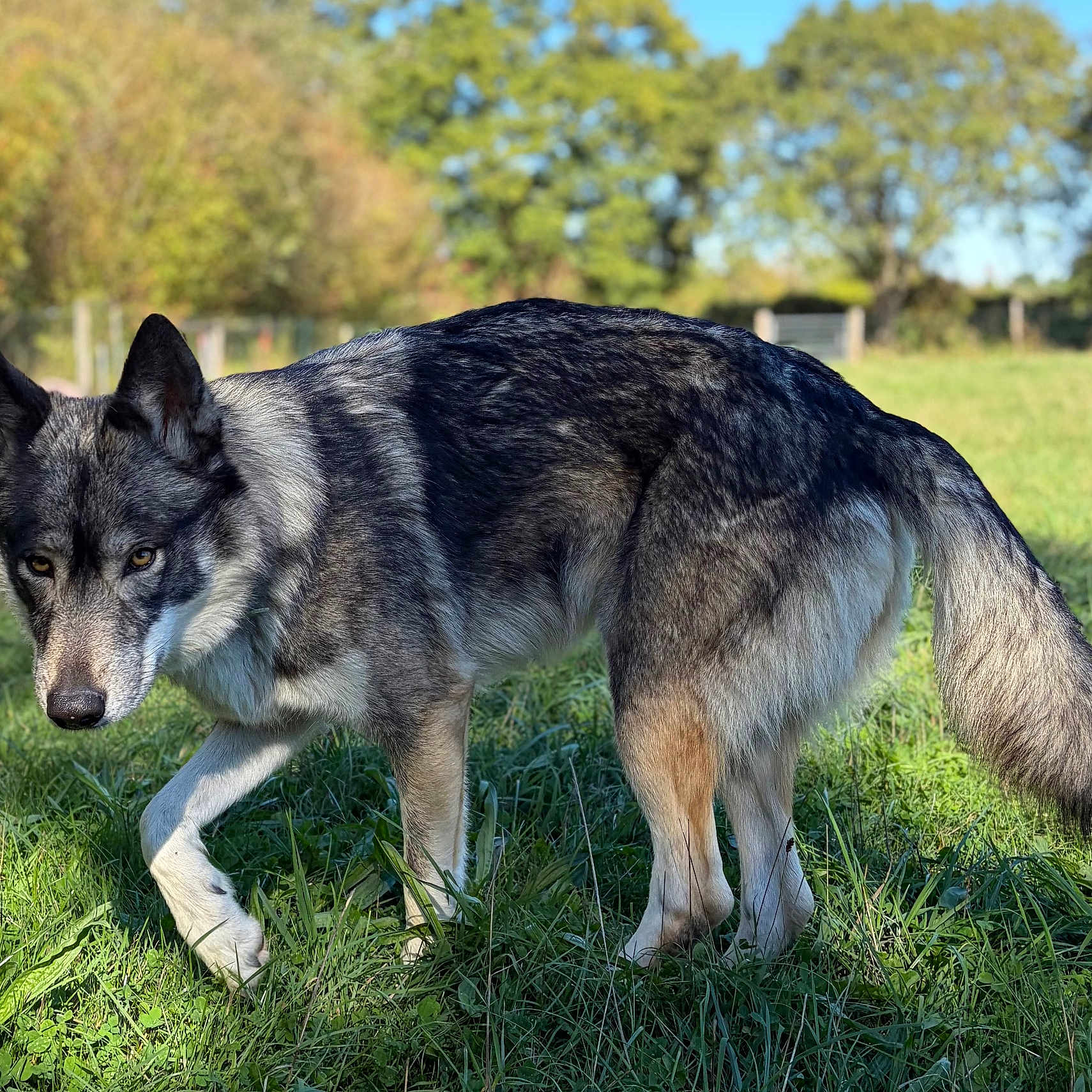 Tara a rejoint le concours — aidez-le/la à gagner de superbes lots ! dog, canine, gray_fur, black_fur, white_fur, pointed_ears, fluffy_tail, standing, grass, meadow, outdoor, nature, park, trees, fence, blue_sky, sunlight, animal_portrait, alert, side_eye