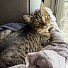 cat, tabby, animal, pet, feline, indoor, blanket, window, curious, relaxed, fur, whiskers, cozy, soft, light, resting, looking, comfortable, domestic, cute