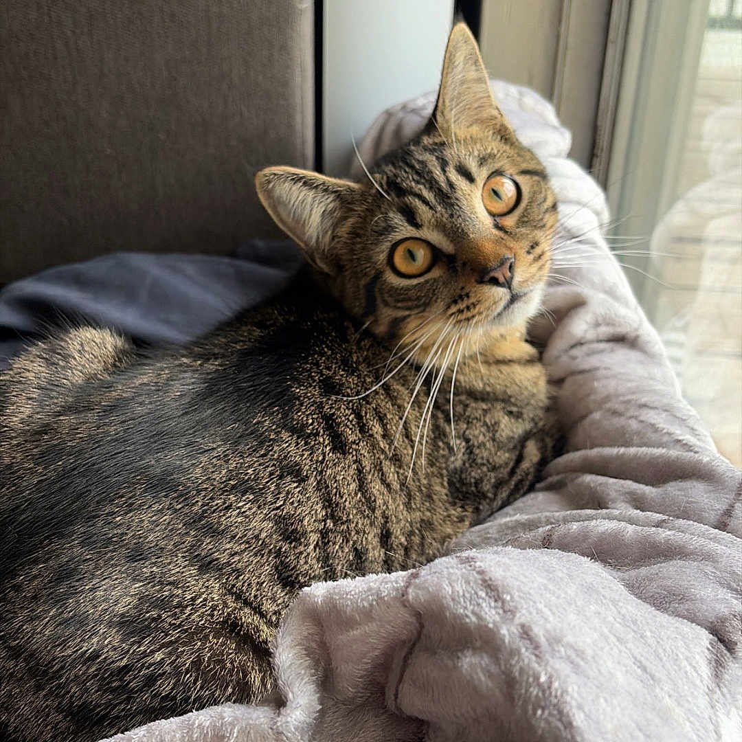 Montavious joined the competition — help win amazing prizes! cat, tabby, animal, pet, feline, indoor, blanket, window, curious, relaxed, fur, whiskers, cozy, soft, light, resting, looking, comfortable, domestic, cute