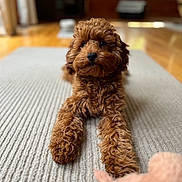Clifford joined the competition — help win amazing prizes! animal, brown_dog, carpet, closeup, cozy, curly_fur, cute, dog, domestic_animal, fur, home, indoor, looking, lying_down, pet, plush_toy, puppy, rug, toy, wooden_floor
