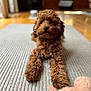 animal, brown_dog, carpet, closeup, cozy, curly_fur, cute, dog, domestic_animal, fur, home, indoor, looking, lying_down, pet, plush_toy, puppy, rug, toy, wooden_floor