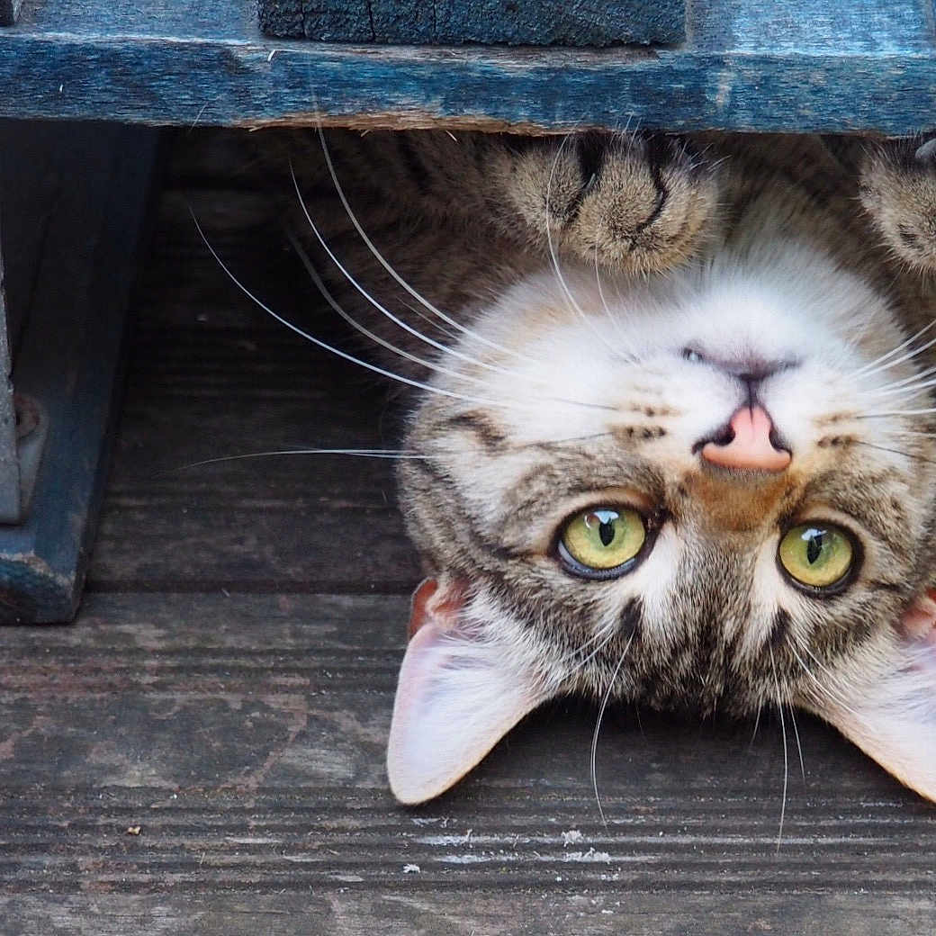 Charlie a rejoint le concours — aidez-le/la à gagner de superbes lots ! animal, cat, closeup, curious, cute, feline, floor, green_eyes, natural_light, outdoor, paws, pet, playful, tabby, texture, upside_down, whiskers, wood, wooden_surface, young_cat