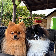 Bounty participe au concours pour gagner de l'argent avec cette photo : adorable, black_and_white, chair, dogs, fluffy, fur, garden, long_hair, looking_at_camera, orange, outdoor, papillon, patio, pets, plants, pomeranian, portrait, puppies, sitting, small_breed