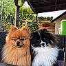 adorable, black_and_white, chair, dogs, fluffy, fur, garden, long_hair, looking_at_camera, orange, outdoor, papillon, patio, pets, plants, pomeranian, portrait, puppies, sitting, small_breed