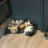 Bounty a rejoint le concours — aidez-le/la à gagner de superbes lots ! animal, brick_wall, cat, fireplace, floor, fluffy, funny, fur, home, indoors, lying_down, paws_up, pet, relaxed, sleeping, tricolor, upside_down, wall, water_bowl, wood_floor