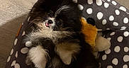 Bounty a rejoint le concours — aidez-le/la à gagner de superbes lots ! adorable, black_and_white, cute, dog, fluffy, fur, indoor, lying_down, orange_toy, paws, pet_bed, polka_dot, portrait, puppy, relaxed, small_dog, snuggling, tongue_out, toy, wooden_floor