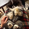 Bounty participe au concours pour gagner de l'argent avec cette photo : belly_rub, black_and_white, blanket, chair, cozy, cute, dog, fluffy, hand, indoor, lap, long_hair, lying_down, paw_pads, paws, plaid, puppy, small_breed, table, upside_down