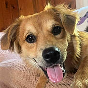 Bella joined the competition — help win amazing prizes! dog, tongue_out, happy, pet, indoor, brown_coat, close_up, fur, animal, canine, cute, smiling, resting, blanket, paw, ears, wooden_wall, cozy, face, portrait