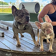 Bleu N Heihei joined the competition — help win amazing prizes! dog, french_bulldog, pet, outdoor, wooden_platform, sky, clouds, person, curious, animal, playful, brown_dog, gray_dog, ears, grass, fence, daylight, canine, head_tilt, companion