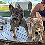 dog, french_bulldog, pet, outdoor, wooden_platform, sky, clouds, person, curious, animal, playful, brown_dog, gray_dog, ears, grass, fence, daylight, canine, head_tilt, companion