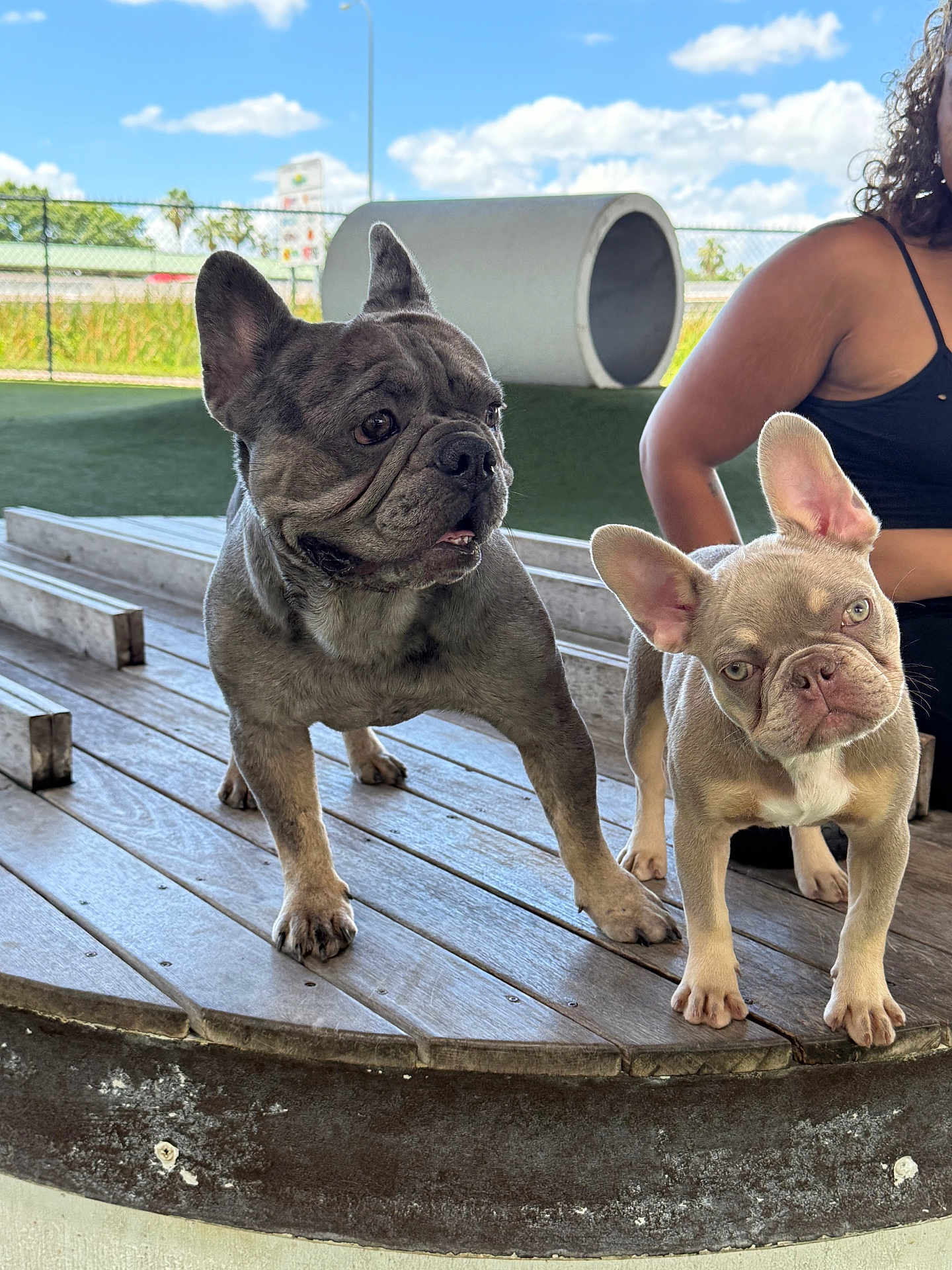 Bleu N Heihei joined the competition — help win amazing prizes! dog, french_bulldog, pet, outdoor, wooden_platform, sky, clouds, person, curious, animal, playful, brown_dog, gray_dog, ears, grass, fence, daylight, canine, head_tilt, companion
