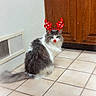 Akela joined the competition — help win amazing prizes! cat, indoor, floor, tile, wooden_cabinet, gray_cat, white_cat, fluffy, pet, cute, holiday_filter, reindeer_ears, red_nose, animal, domestic_cat, sitting, looking, curious, cozy, home