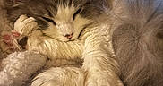 Akela is registered to the contest to win money with this photo: cat, sleeping, fluffy, fur, cozy, blanket, indoor, closeup, pet, relaxation, cute, animal, whiskers, paws, soft, resting, warm, comfortable, mammal, domestic