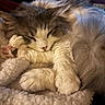 cat, sleeping, fluffy, fur, cozy, blanket, indoor, closeup, pet, relaxation, cute, animal, whiskers, paws, soft, resting, warm, comfortable, mammal, domestic