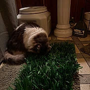 Akela is registered to the contest to win money with this photo: cat, indoor, artificial_grass, floor, container, column, carpet, pet, feline, gray_fur, white_fur, cozy, household, floor_tiles, curtain, litter_scoop, litter_box, pet_care, animal, domestic