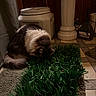 cat, indoor, artificial_grass, floor, container, column, carpet, pet, feline, gray_fur, white_fur, cozy, household, floor_tiles, curtain, litter_scoop, litter_box, pet_care, animal, domestic