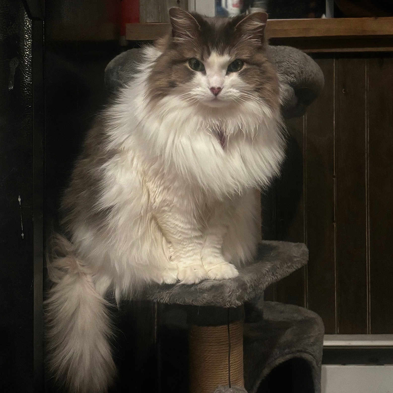 Akela