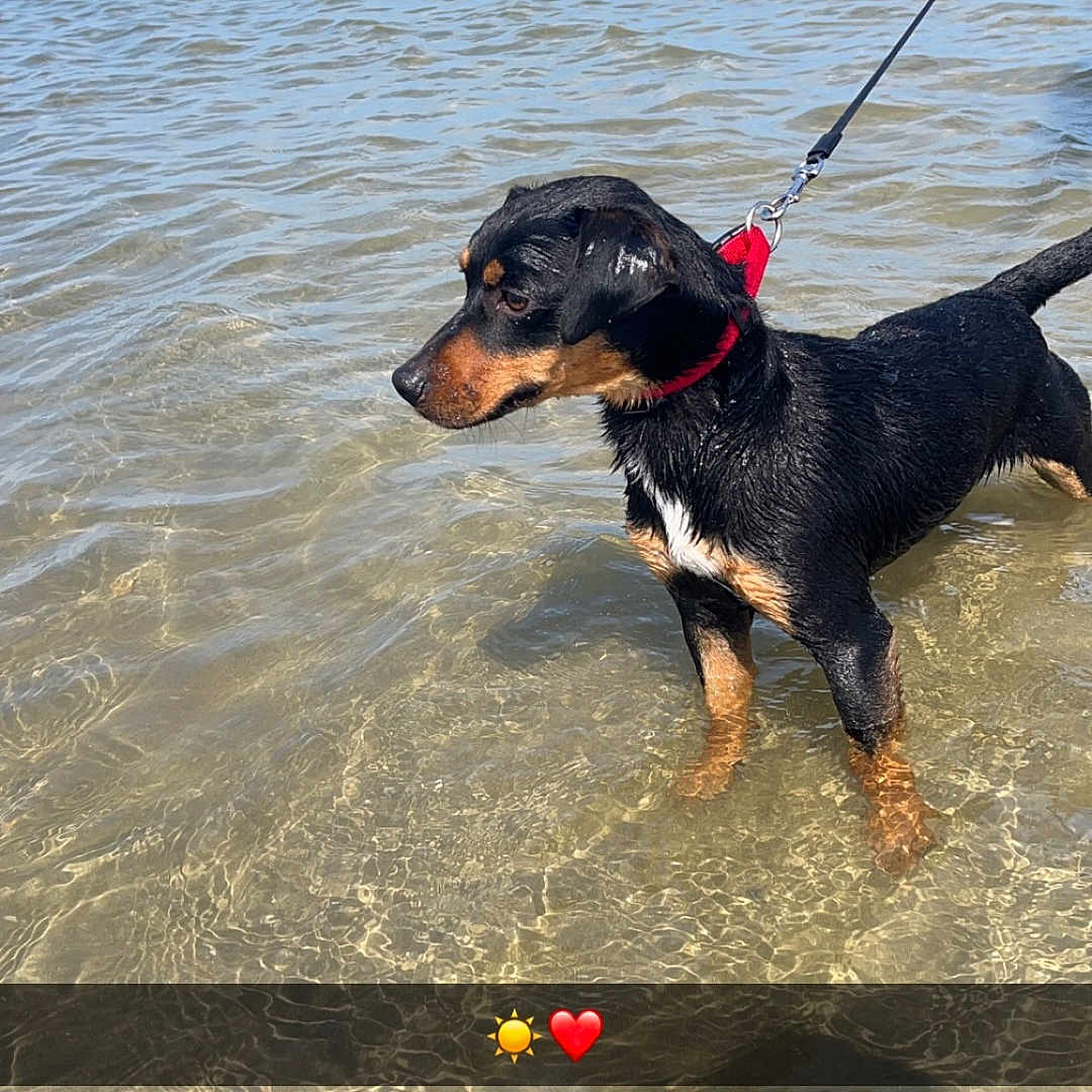 Samy a rejoint le concours — aidez-le/la à gagner de superbes lots ! accessories, animal, ball, beach, canine, coast, dog, hound, leash, nature, outdoors, pet, puppy, sea, shoreline, sport, strap, tennis, water, waterfront