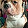 Tyson