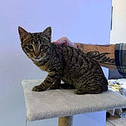 Lascar participe au concours pour gagner de l'argent avec cette photo : animal, cat, cat_tree, cozy, curious, cute, feline, floor, fur, human_hand, indoor, kitten, paw, pet, petting, striped, tabby, tattoo, wall, young