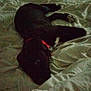 animal, bed, black_dog, blanket, canine, collar, comfort, cozy, dark, dog, domestic, fur, indoor, paw, pet, quiet, relaxation, resting, side_view, sleeping