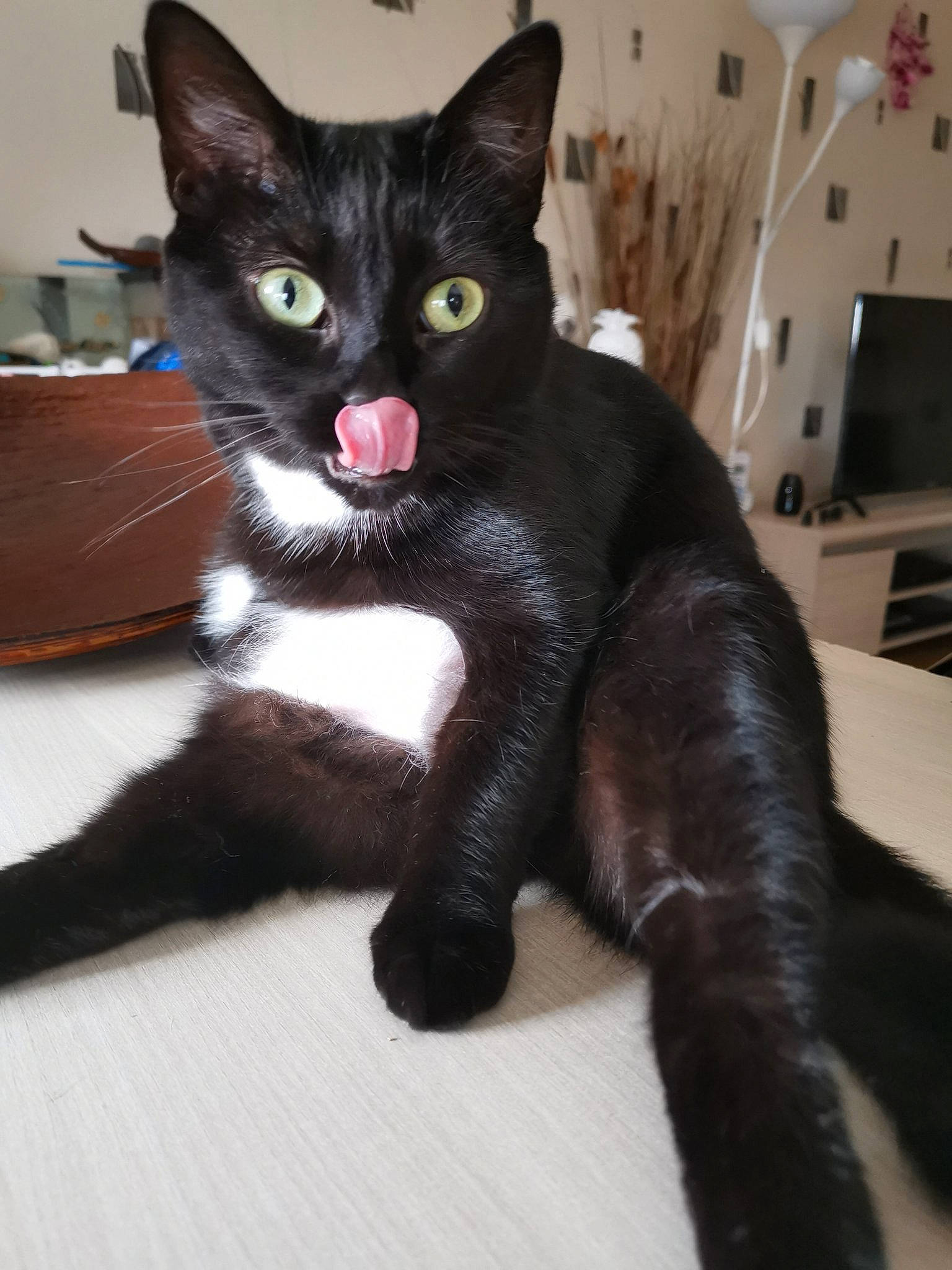 Tequilla a rejoint le concours — aidez-le/la à gagner de superbes lots ! asian, black_cat, bombay, carnivore, cat, claw, domestic_short_haired_cat, eye, felidae, fur, havana_brown, kitten, mammal, paw, polydactyl_cat, small_to_medium_sized_cats, snout, tail, vertebrate, whiskers