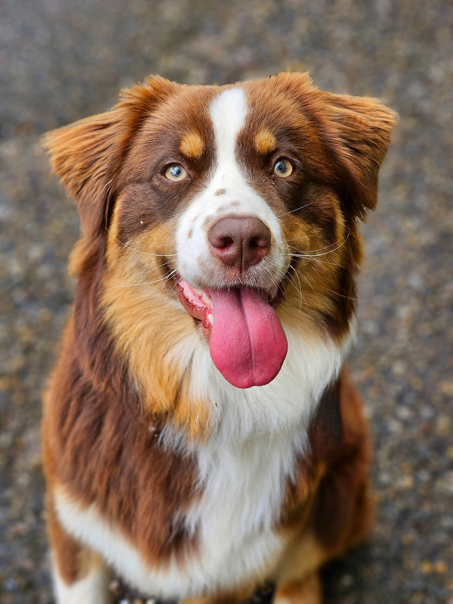 Molly Loo a rejoint le concours — aidez-le/la à gagner de superbes lots ! ancient_dog_breeds, australian_collie, australian_shepherd, border_collie, canidae, carnivore, collar, companion_dog, dog, dog_breed, fur, grass, herding_dog, liver, snout, sporting_group, terrestrial_animal, whiskers, working_animal, working_dog