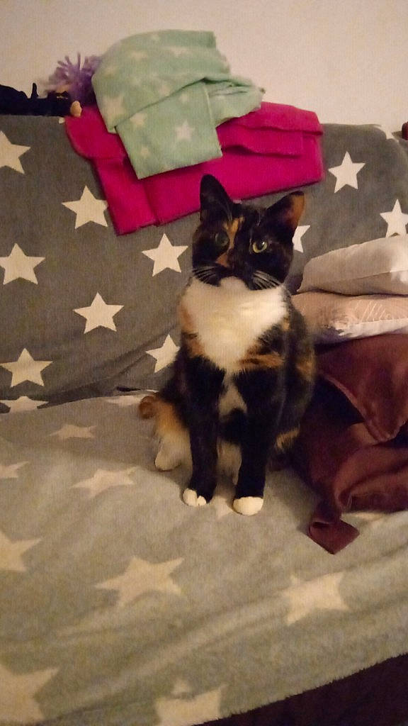 Praline a rejoint le concours — aidez-le/la à gagner de superbes lots ! bedding, black_cat, carnivore, cat, cat_supply, comfort, domestic_short_haired_cat, felidae, fur, hardwood, linens, paper_product, pillow, room, small_to_medium_sized_cats, tail, throw_pillow, tints_and_shades, whiskers, wood