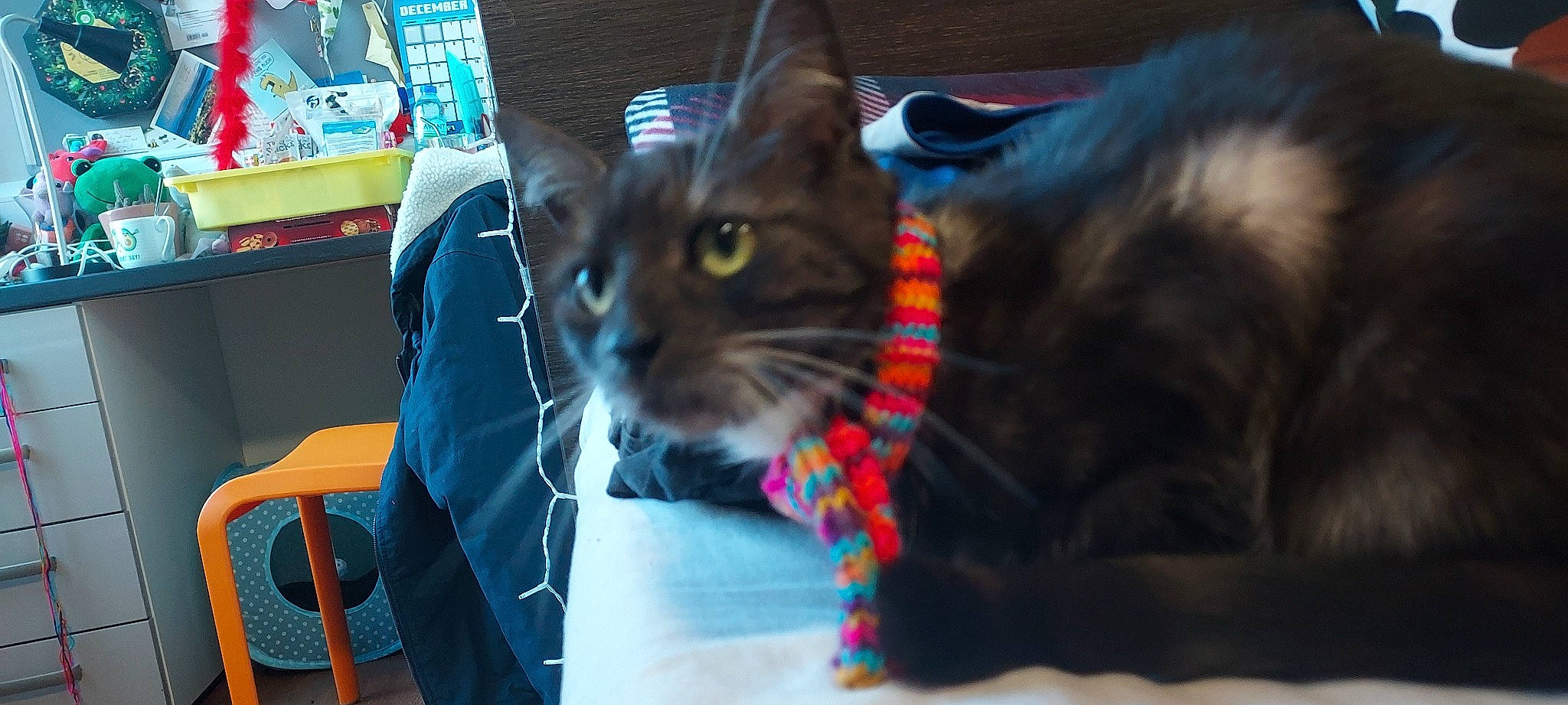 Star joined the competition — help win amazing prizes! box, carnivore, cat, cat_supply, chair, claw, comfort, domestic_short_haired_cat, fawn, felidae, fur, linens, paw, pet_supply, shelf, small_to_medium_sized_cats, snout, textile, whiskers, window