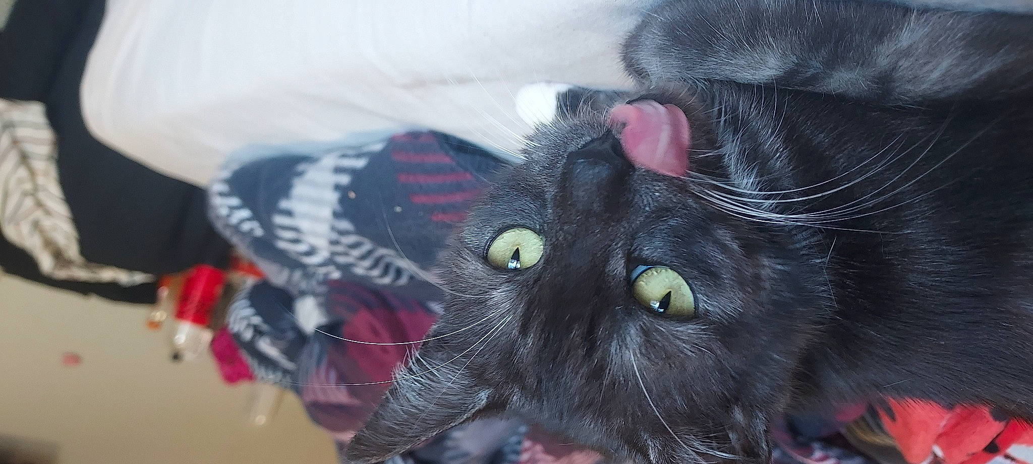 Star is registered to the contest to win money with this photo: black_cat, bombay, carnivore, cat, claw, close_up, domestic_short_haired_cat, eye, felidae, fur, grass, grey, head, iris, plant, small_to_medium_sized_cats, snout, tail, tree, whiskers