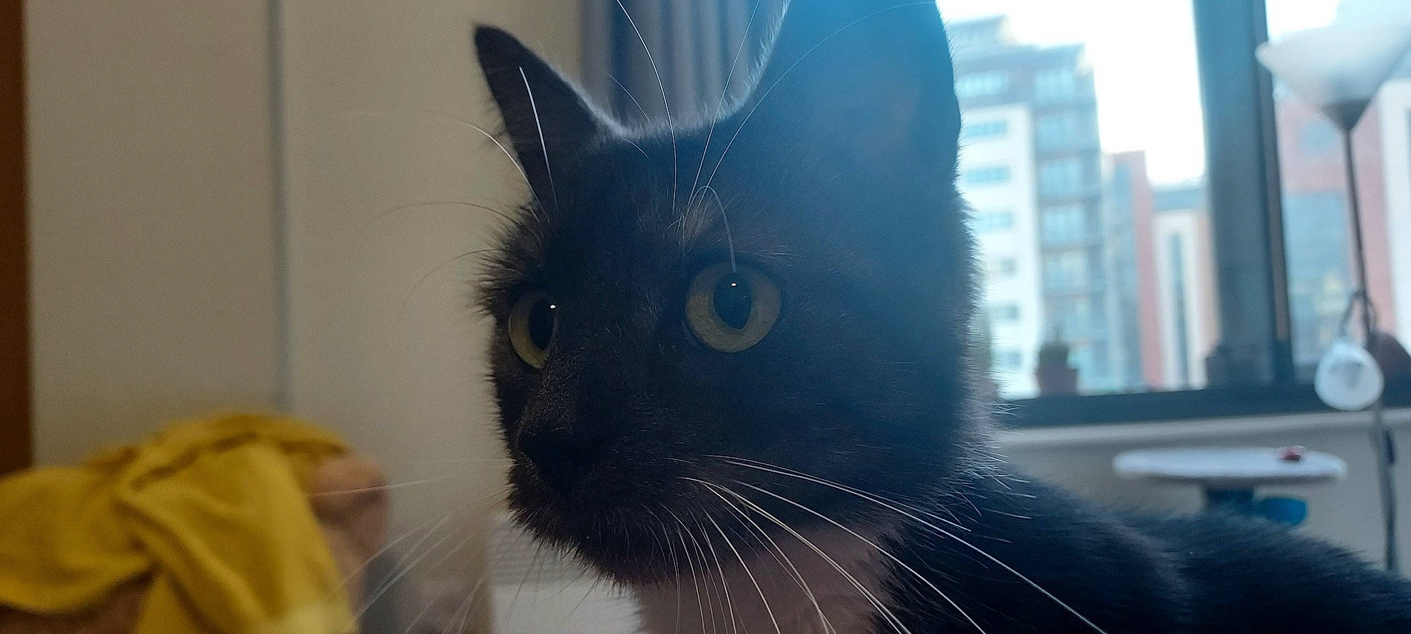 Star joined the competition — help win amazing prizes! black_cat, building, carnivore, cat, domestic_short_haired_cat, ear, electric_blue, eyebrow, fawn, felidae, fur, human_body, jaw, small_to_medium_sized_cats, snout, tail, whiskers, window