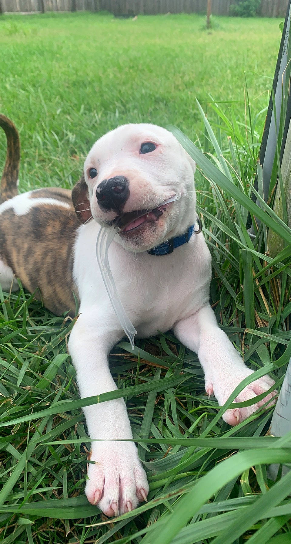 Mack is registered to the contest to win money with this photo: canidae, carnivore, collar, companion_dog, dog, dog_breed, dog_collar, fawn, grass, gun_dog, non_sporting_group, paw, plant, snout, sporting_group, tail, terrestrial_animal, whiskers, working_animal, working_dog