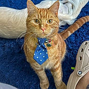 Dublin is registered to the contest to win money with this photo: abyssinian, accessories, animal, bowtie, cat, clothing, couch, footwear, formalwear, furniture, jewelry, kitten, manx, necklace, necktie, pet, sandal, shoe, strap, tie