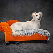 Raven joined the competition — help win amazing prizes! accessory, animal, bow, chaise_lounge, cute, decor, dog, domestic_animal, fluffy, fur_throw, furniture, indoor, orange_furniture, pet, portrait, relaxed, side_view, smiling_dog, studio_photo, white_dog