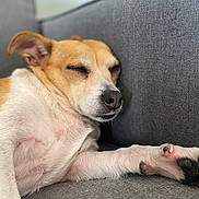 Isabella Aka Chunk joined the competition — help win amazing prizes! dog, sleeping, couch, relaxed, pet, indoor, canine, white_fur, brown_fur, close_up, paw, napping, comfortable, domestic_animal, resting, fur, snout, cute, animal, companion